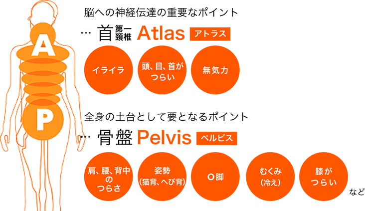 脳への神経伝達の重要なポイント 首第一頸椎 Atlas / 全身の土台として要となるポイント 骨盤 Pelvis