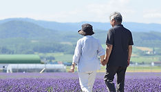 紫色の花畑