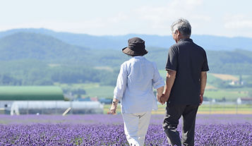 紫色の花畑